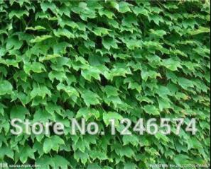 100PCS Boston Ivy Bonsai Ivy Seeds Bonsai for DIY Home and Garden Outdoor Plants Bonsai (Color: Green)