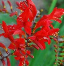 50 RED CROCOSMIA Lucifer Plant Seeds