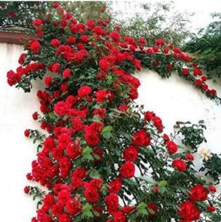100PCS Dark Red Climbing Rose Seeds Big Flowers