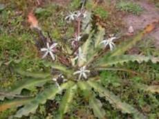 Chlorogalum pomeridianum | Wavyleaf Soap Plant | Amole Lily | 10 Seeds, Fresh