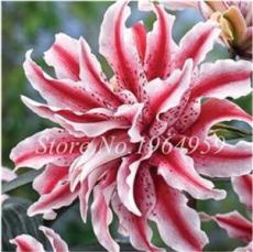 100PCS Garland Lilium Brownii Lily Flower Seeds White Red Stripes Double Flowers