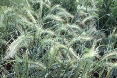 200 Canada Wild Rye Seeds Elymus Canadensis Easy to Seasons, Meaningful Gift.