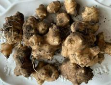 50 Seeds Organic Jerusalem Artichoke Roots Healthy Foods Selling As Seeds Ready to Grow Non-Hybrid, Open-Pollinated, Suited