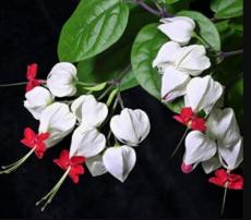 20pcs Rare Clerodendrum thomsoniae Balf Seeds for Garden Flower Bonsai