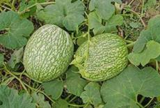 20pcs Fin Melon Chilacayote Fig Leaved Malabar Gourd Plant Seeds