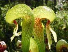 Carnivorous Cobra Lily Darlingtonia Californica Flower (10 Seeds) can Grow in Trays or pots