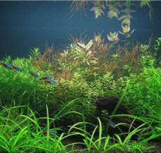 1000 SEEDS Mixed Aquatic Plants Bulk Aquarium Grass Water Mixed