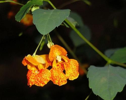 Jewelweed Impatiens Capensis Native for Hummingbirds 50 Seeds Harvest Seeds