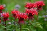 25 Seeds Red Bee Balm Monarda Flower Seeds Non-Hybrid, Open-Pollinated, Suited for Canadian Climate