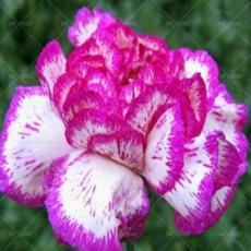 100 Pcs Carnation Bonsai Black Carnation Flower Dianthus caryophyllus Seeds Rose Purple White Colors