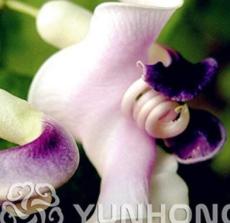 50 pcs Japanese Creeper Bonsai Rare Boston Snail Flower Vine Bonsai Seeds, Vines, Climbing Plants