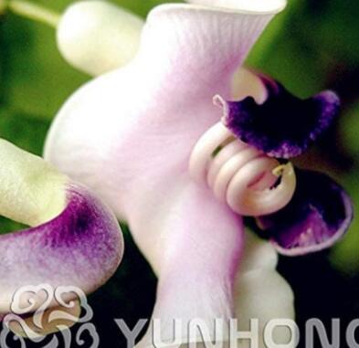 50 pcs Japanese Creeper Bonsai Rare Boston Snail Flower Vine Bonsai Seeds, Vines, Climbing Plants