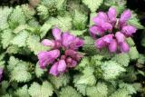 100 Seeds Spotted Deadnettle Lamium Maculatum Purple Lavender Ground Cover