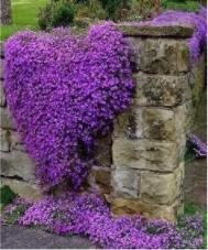 100 Pcs/Bag Creeping Thyme Bonsai or Blue Rock Bonsai Perennial Ground Cover Flower Seeds Purple Color