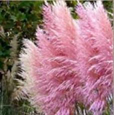 100 Pcs Pink Cortaderia Selloana Ornamental Plants for Home Garden Flowers Seeds