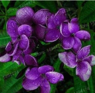 100 Pcs Purple Frangipani Flowers Seeds Plumeria Rubra Flower Plants Decoration Romantic Egg Flowers