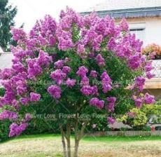 100 Pcs Crape Myrtle - Lagerstroemia Indica 'Natchez' Perennial Flowers Bonsai Patio Plants Bonsai Tree for Home Garden Plants