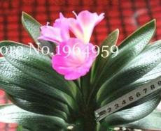 100PCS Clivia Miniata Bonsai Beautiful Rare Bush Kefir Lily Flower Seeds