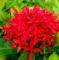 10 Ixora Red Flower Seeds