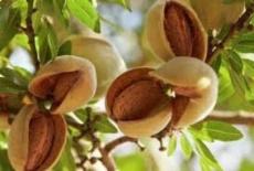 20 Dwarf Almond Tree Seeds