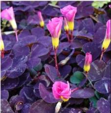 Red Oxalis Versicolor Bonsai Flowers 100 Seeds Rare Plant for Home Garden Planting Oxalis Flowers Plants