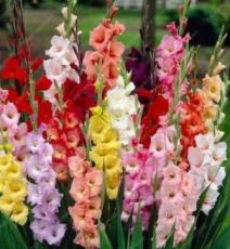 50 Pcs High Survival Rate Rare Striped Gladioli Gladiolus Seeds Plants Garden Plants Flowers Orchid Gladioli