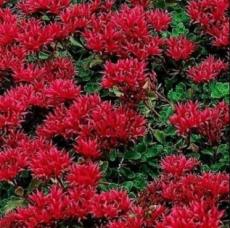 Red Sedum Seeds, Dragon's Blood, Red Flowering Ground Cover Seed 50PCS