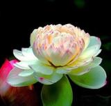 10 RED Lotus Nymphaea Asian Water Lily Pad Flower Pond Aquatic Plants