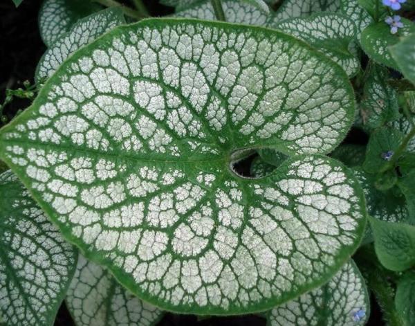 50 Seeds Sea Heart Brunnera Shade Blue Flowers Gallon Pot Seeds Non-Hybrid, Open-Pollinated, Suited for Canadian Climate