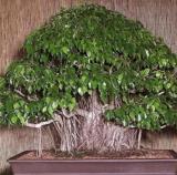 150 Weeping Fig Bonsai Seeds - Ficus Benjamina Home Bonsai Plant Green Tree