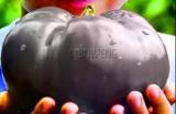 100 Giant Tomato Seeds for Tomatoes, Fruits and Vegetables