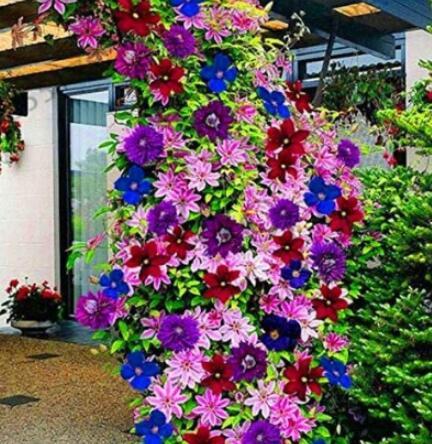 100 Pieces/Bag Clematis Garden Flower Clematis Vines Bonsai Flower Perennial Plants Climbing Flowers Clematis Plants Seeds