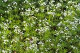 100 Seeds Sweet Woodruff White Galium odoratum Ground Cover Flowers