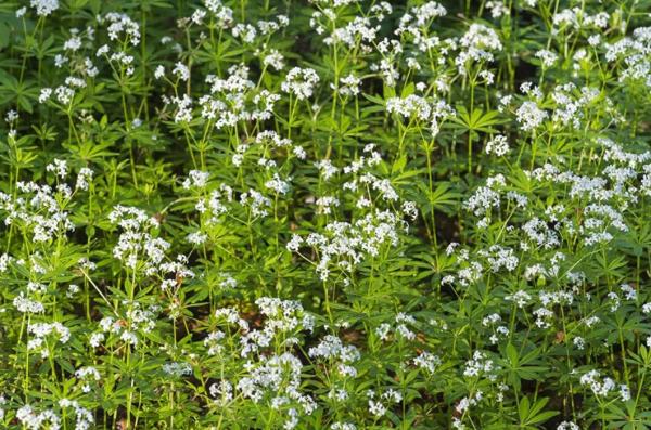 100 Seeds Sweet Woodruff White Galium odoratum Ground Cover Flowers