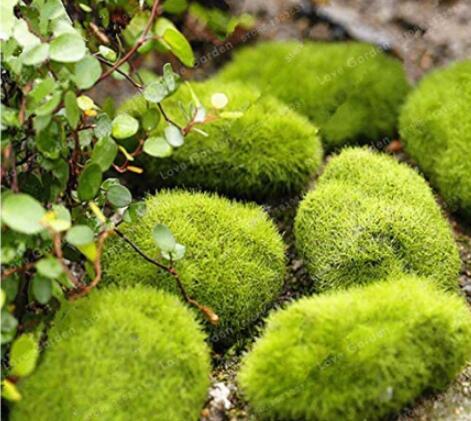 100 Pcs/Bag Moss Bonsai Moss Ball Sagina Subulata Bonsai Seeds Grass Bonsai Garden DIY Home Garden Decorative Plant