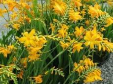 Yellow Lucifer Crocosmia Seeds (not Plants) Top Size 25 Seeds cm Non-Hybrid, Open-Pollinated