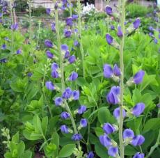 100Seeds False Blue Indigo Seeds Non-Hybrid, Open-Pollinated, Suited for Canadian Climate