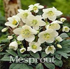 100 Pcs Helleborus (Christmas Rose) Novelty Plant, Helleborus Niger Bonsai White Flowers
