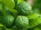 30 Seeds Thai Kaffir Lime Seeds Citrus Hystrix Bergamot Seeds Source of Lime Leaves for Cooking Organic Garden Supplies