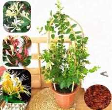 Honeysuckle Bonsai Lonicera Japonica Herbal Medicine Very Sweet for Home Garden Bonsai Fragrant Plant Air Purify Plant 200 PCS