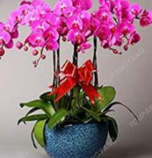 200 Pcs Orchid Flowers for Rooms, Indoor Perennial Flowers for Home and Garden, Potted Bonsai, Phalaenopsis Plants