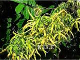 100 pieces per package Time-Limit!!Cananga odorata, Ylang-Ylang tree, container or bonsai for indoor flowers