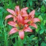 Lilium philadelphicum | Philadelphia, Prairie or Wood Lily | 10 Seeds, Gardening and Planting