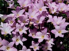 Pink Rain Lily Zephyranthes robusta 10 Seeds