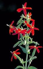 300 Seeds Royal RED Catchfly Hummingbird & Native Flower Silene Regia Lulu Certified Can Grow in Pot/Garden