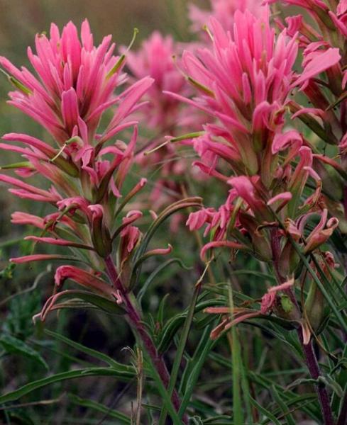 Castilleja Sessiliflora Downy Indian Paintbrush Paintedcup 50 Seeds Seeds Easy to Seasons