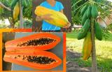 400 Seeds Seeds Unusual Huge Torpedo Shape Carica Papaya Burliar Long On A Dwarf Tree Seeds Non-Hybrid, Open-Pollinated