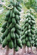 300 Seeds Hybrid Papaya Seeds from Sri Lanka Ceylon Products Home Garden Seeds Organic Easy to Seasons, Meaningful Gift