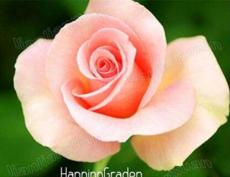 100 Pcs/Pack Blue Pink Rose Seeds, Rare Color, Rich Aroma, DIY Home Garden Rose Plant