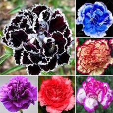 100 Pcs Carnation Bonsai Black Carnation Flower Dianthus caryophyllus Perennial Flower Plant for Garden Plants Mom Gift - (Color: Mixed)